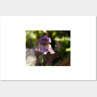 Iris in the Garden - Magpie Springs - Adelaide Hills Wine Region - Fleurieu Peninsula - South Australia Posters and Art